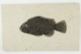 Fossil Fish (Cockerellites) - Green River Formation #203193-1